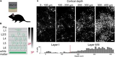 Automated in vivo Tracking of Cortical Oligodendrocytes